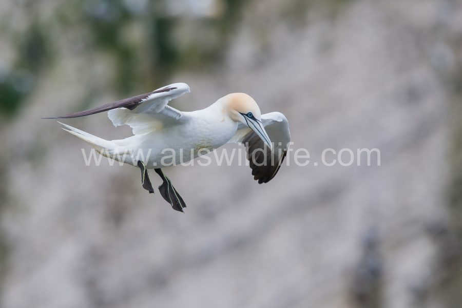 northern-gannet-morus-bassanus-7