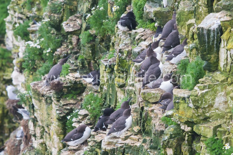 guillemots-uria-aalge-3