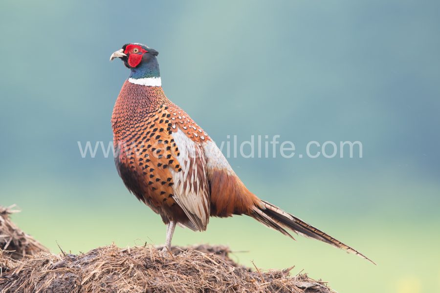 pheasant-phasianus-colchicus