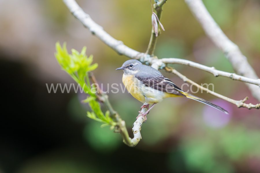 grey-wagtail-motacilla-cinerea