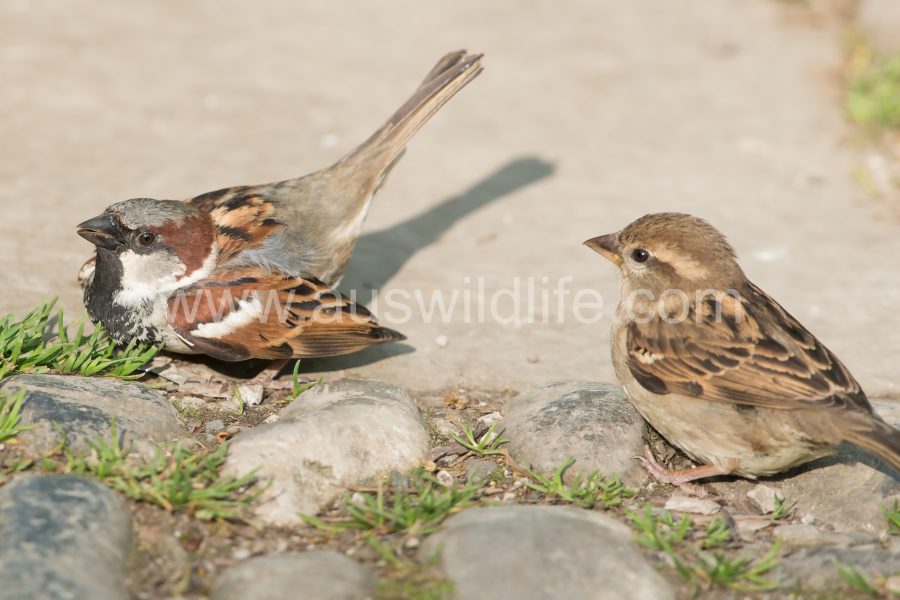 house-sparrow-passer-domesticus-4