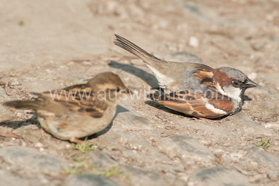 house-sparrow-passer-domesticus-5