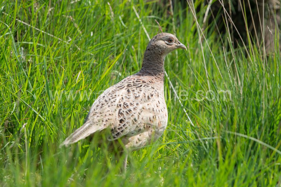 pheasant-phasianus-colchicus-2