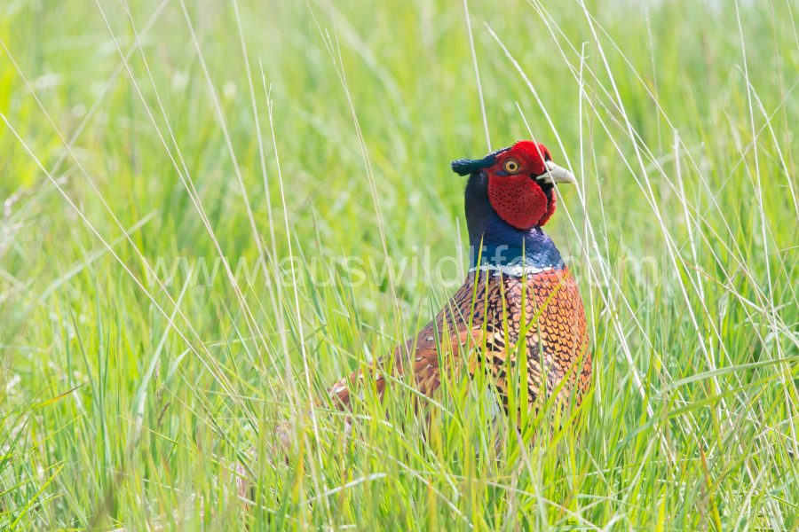 pheasant-phasianus-colchicus-3