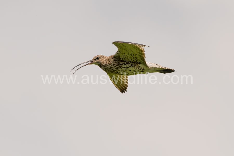 curlew-numenius-arquata