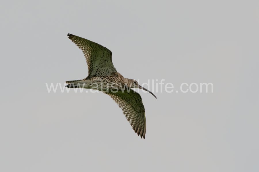 curlew-numenius-arquata-2