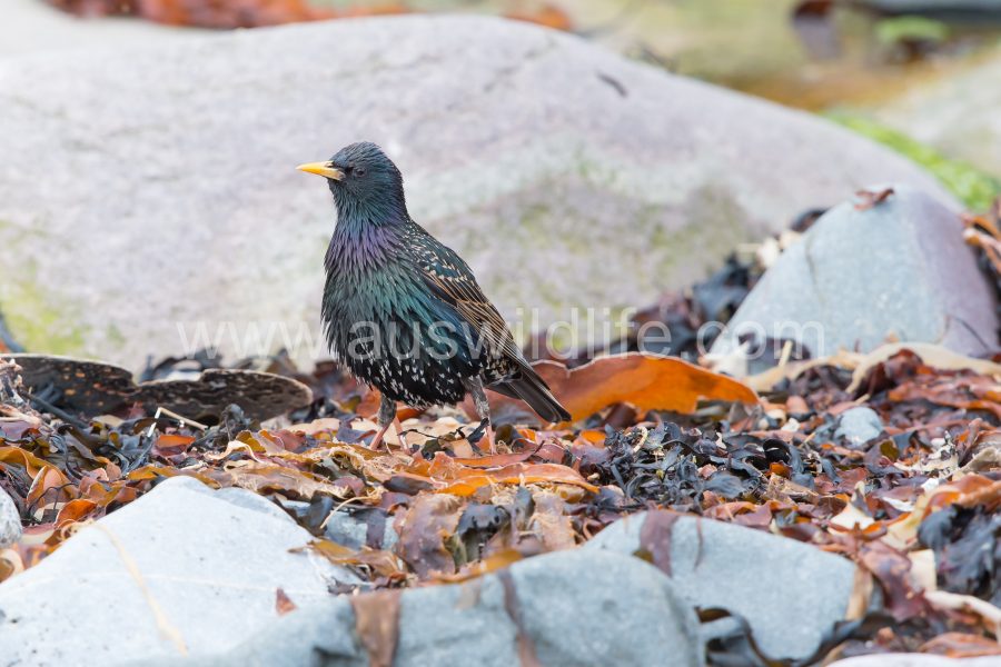european-starling-sturnus-vulgaris-2