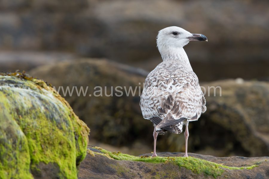 lesser-balck-backed-gull-larus-fuscus