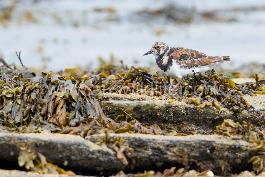 turnstone-arenaria-interpres