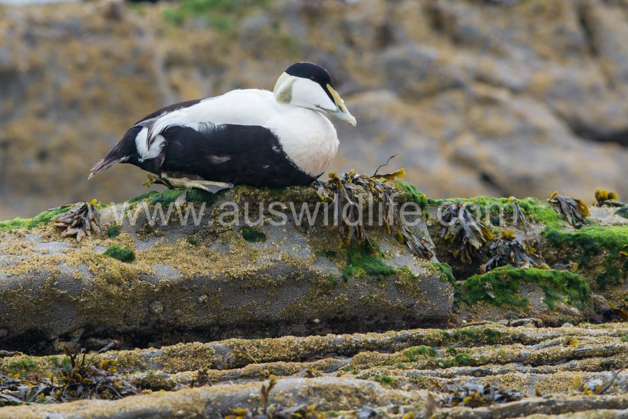 common-eider-duck-somateria-mollissima-2
