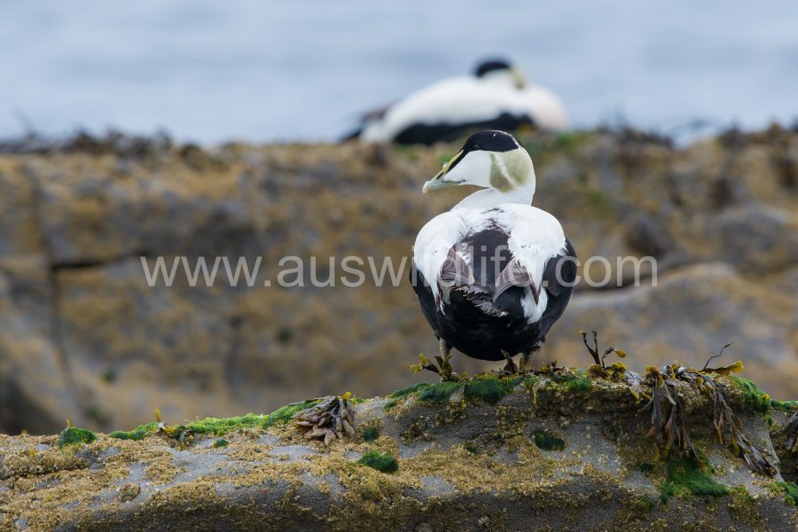 common-eider-duck-somateria-mollissima-3