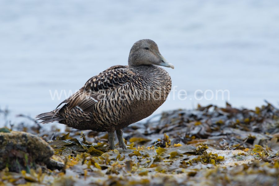 common-eider-duck-somateria-mollissima-4