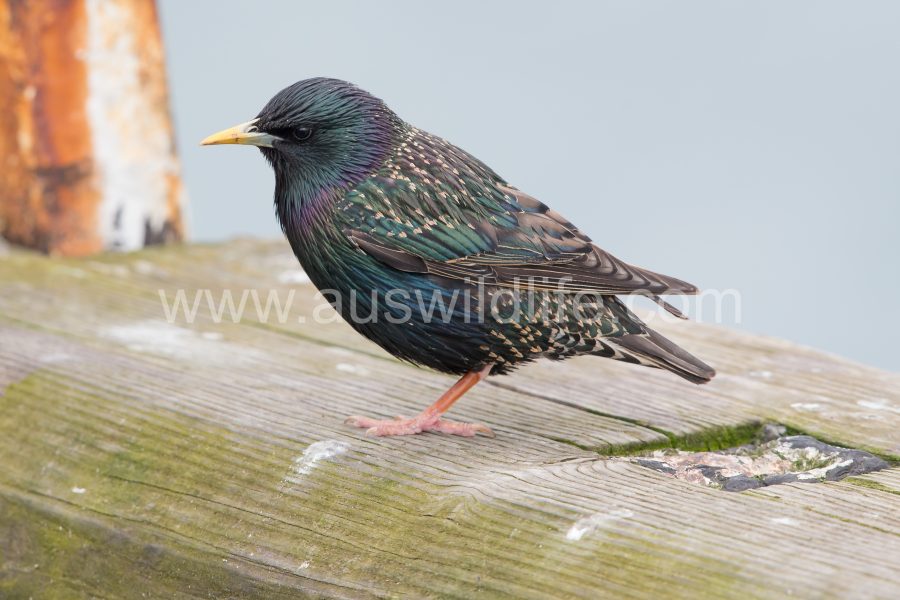 european-starling-sturnus-vulgaris-6