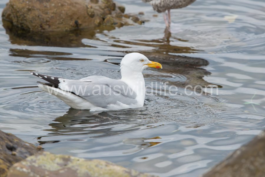 european-herring-gull-larus-argentatus