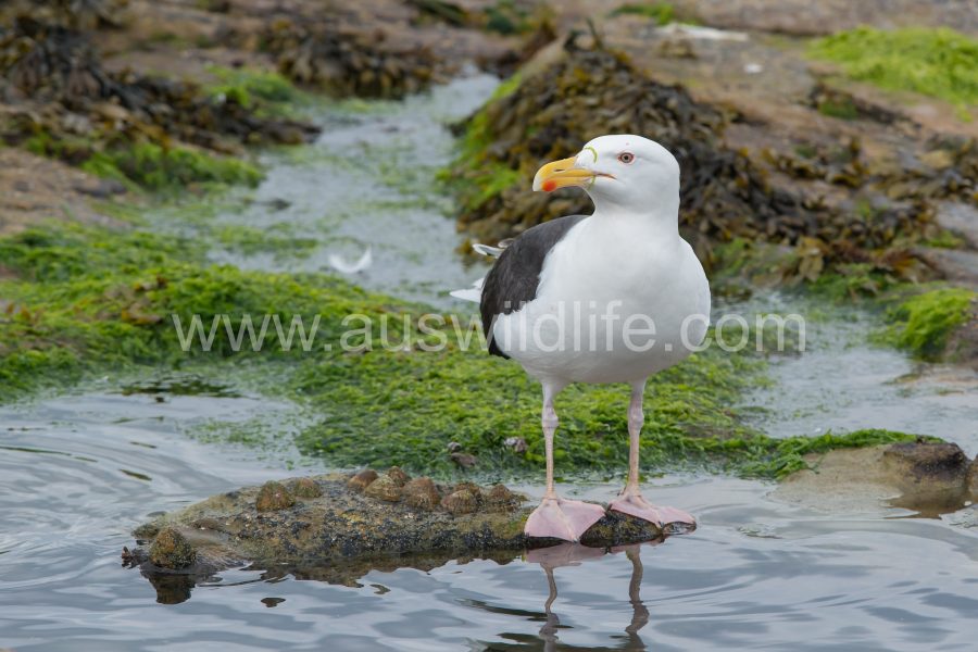 lesser-balck-backed-gull-larus-fuscus-2