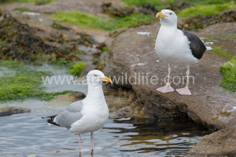 lesser-balck-backed-gull-larus-fuscus-4