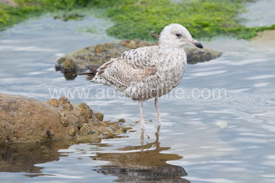 lesser-balck-backed-gull-larus-fuscus-5