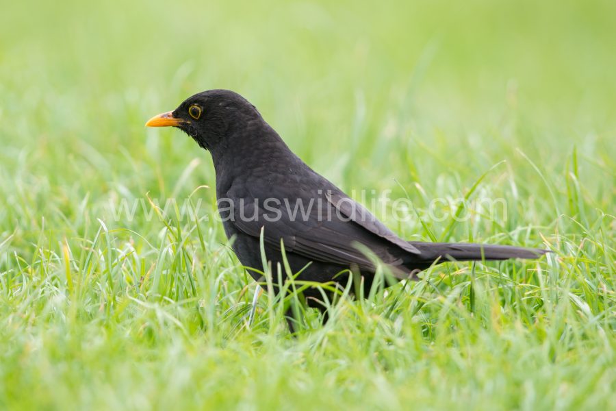 european-blackbird-turdus-merula-3