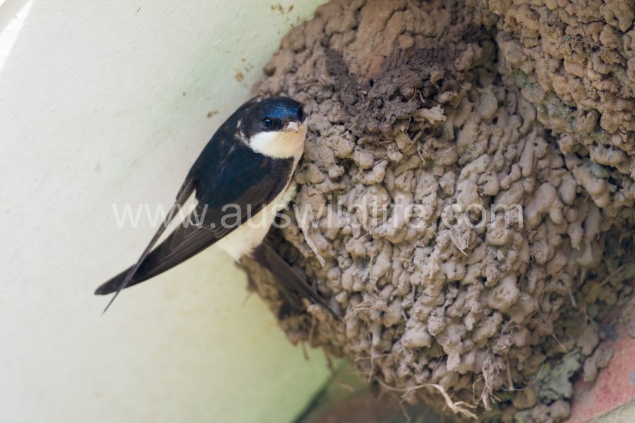 house-martin-delichon-urbica-2