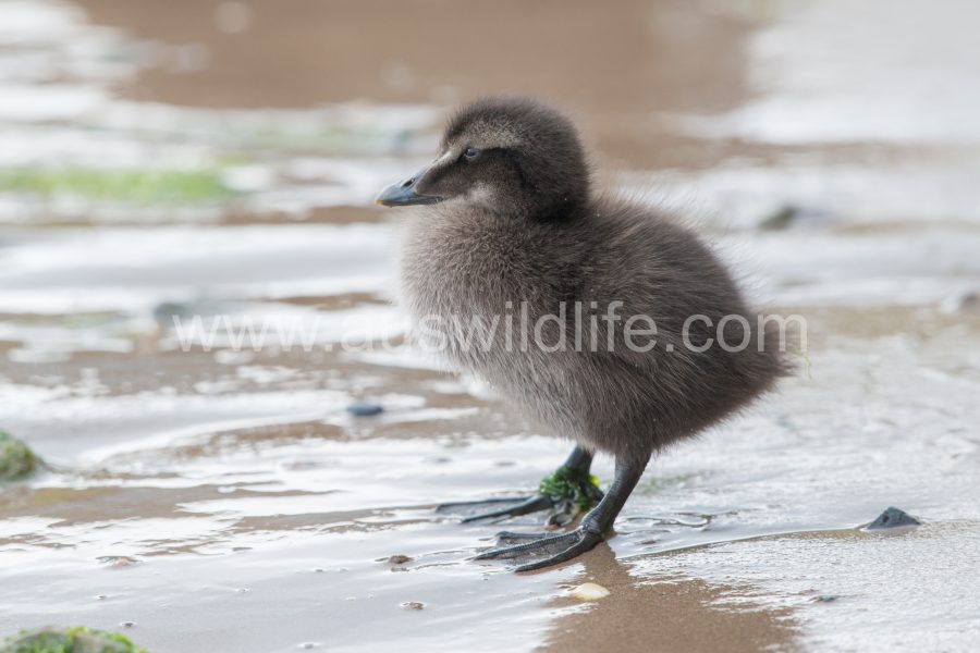 common-eider-duck-somateria-mollissima-7