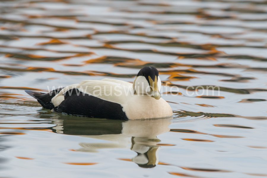 common-eider-duck-somateria-mollissima-9