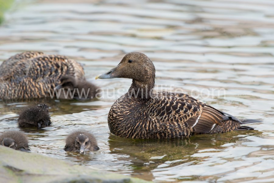 common-eider-duck-somateria-mollissima-11
