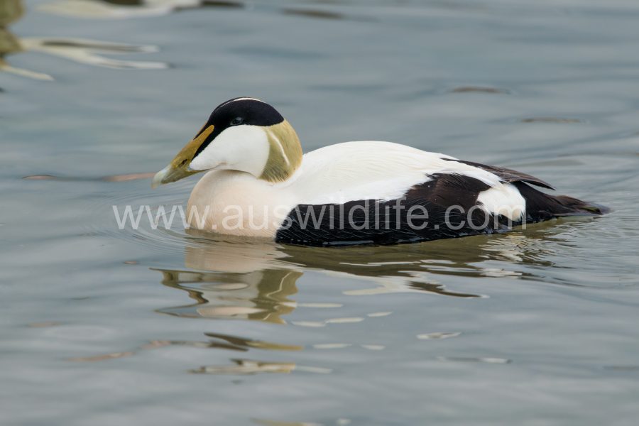 common-eider-duck-somateria-mollissima-12