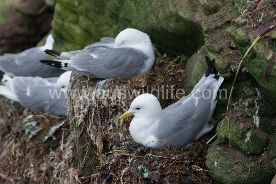 black-legged-kittiwake-rissa-tridactyla-3