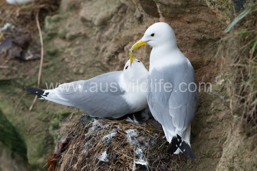 black-legged-kittiwake-rissa-tridactyla-5