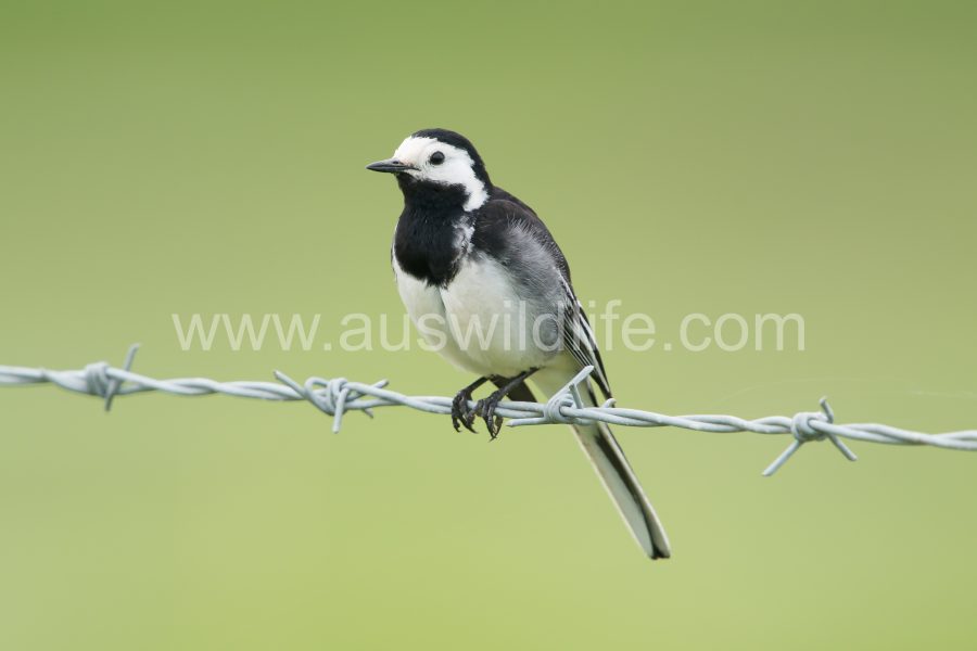pied-wagtail-motachilla-alba