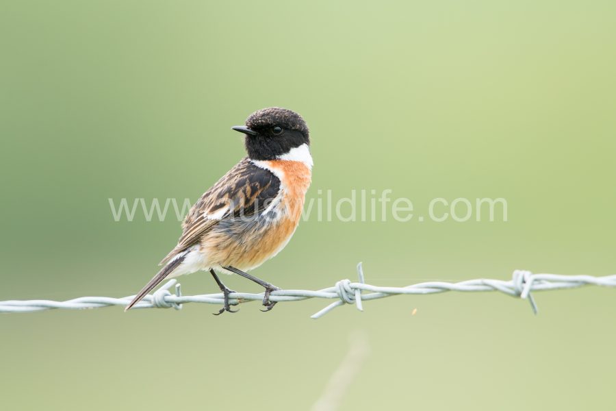 stonechat-saxicola-torquata