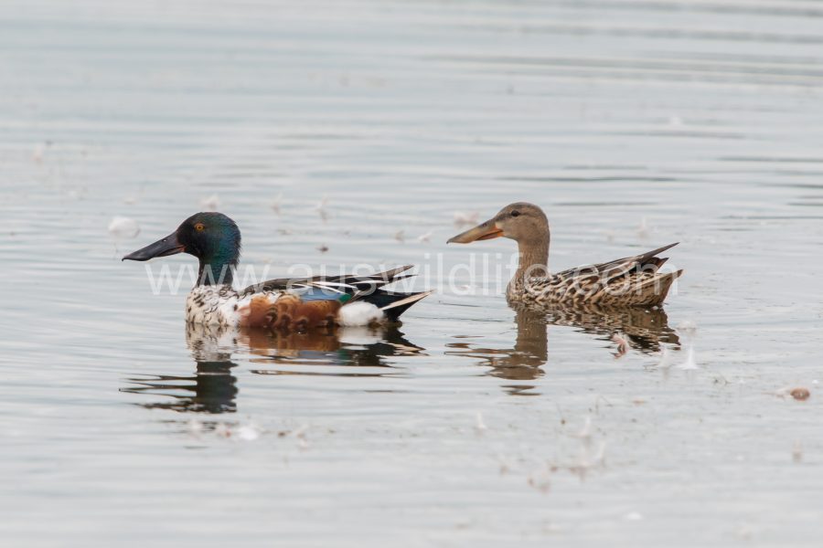 northern-shoveller-duck-anas-clypeata