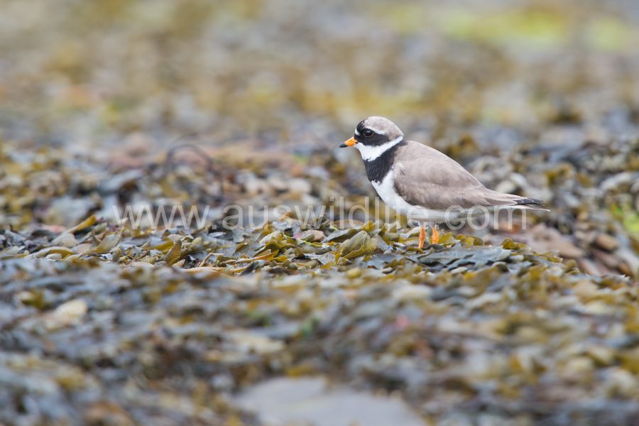 common-ringed-plover-charadrius-hiaticula
