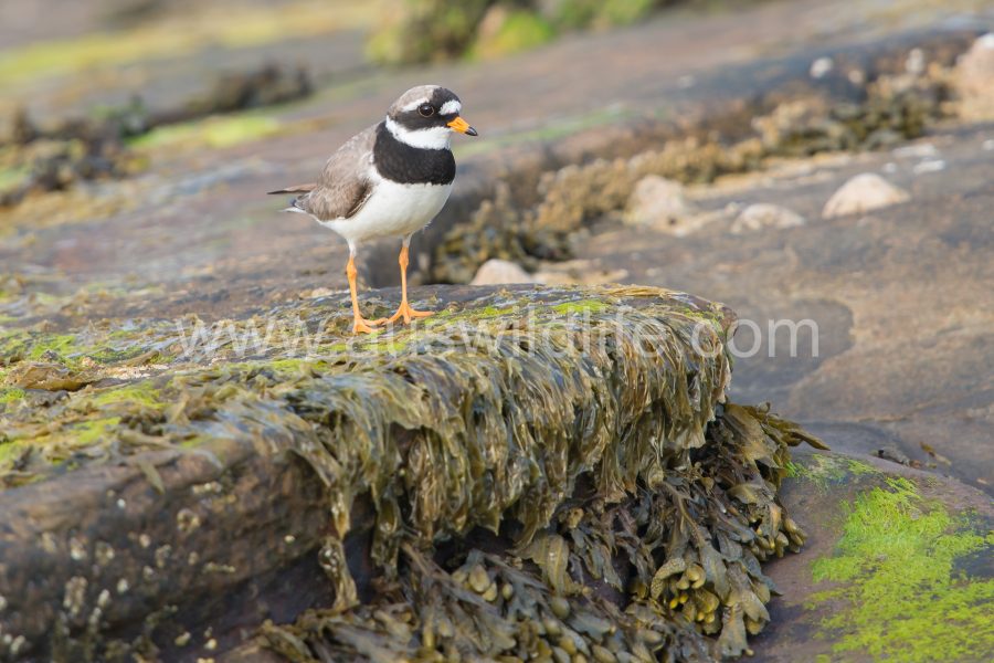 common-ringed-plover-charadrius-hiaticula-3