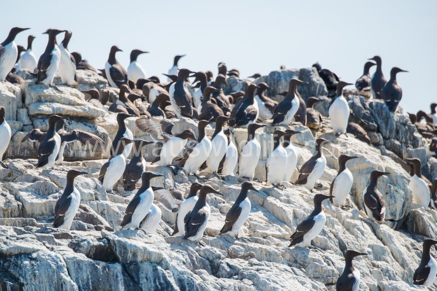 guillemots-uria-aalge-10