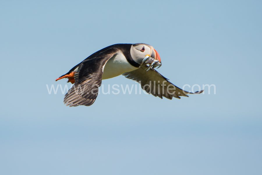 atlantic-puffin-fratercula-arctica-13