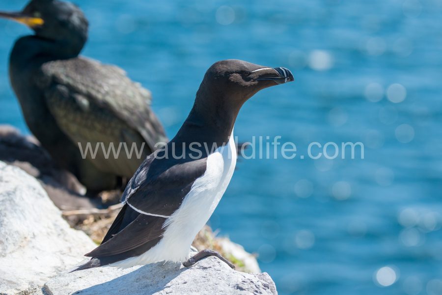 razorbill-alca-torda-2