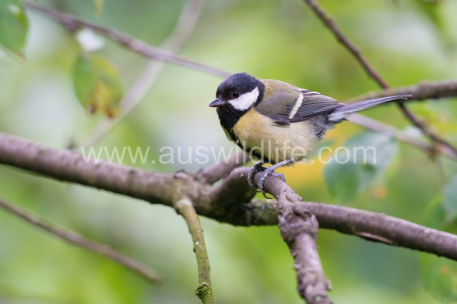 great-tit-parus-major-4