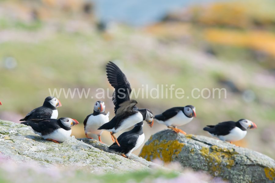 atlantic-puffin-fratercula-arctica-19