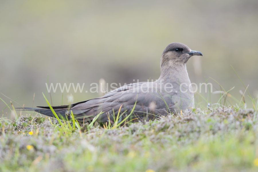 arctic-skua-stercorarius-parasiticus-5