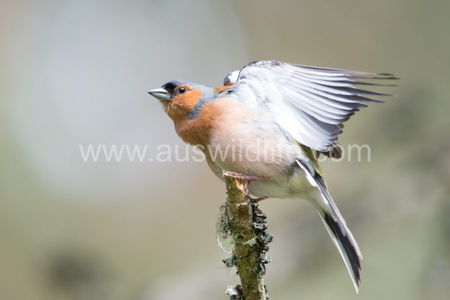 chaffinch-fringilla-coelebs-3