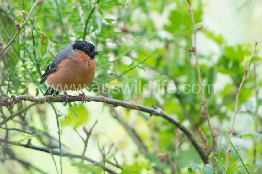 eurasian-bullfinch-pyrrhula-pyrrhula-2