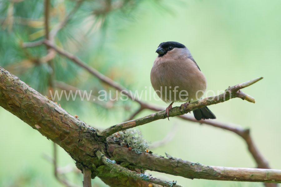 eurasian-bullfinch-pyrrhula-pyrrhula-3