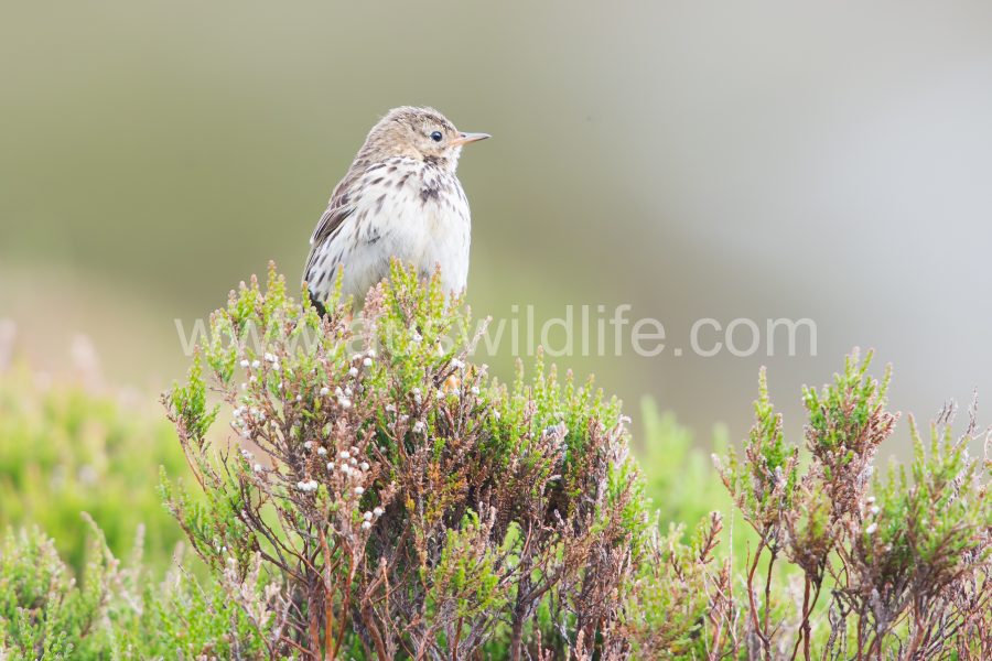 tree-pipit-anthus-trivialis