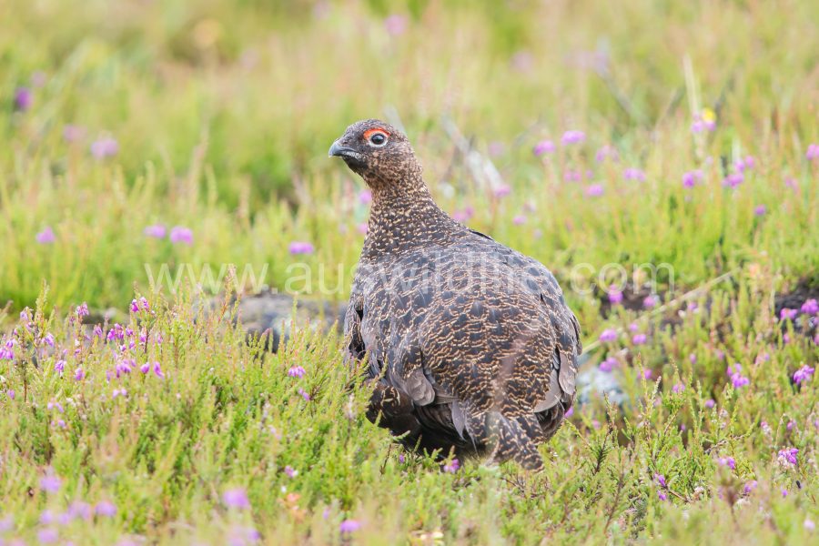 red-grouse-willow-ptarmigan-lagopus-lagopus-2