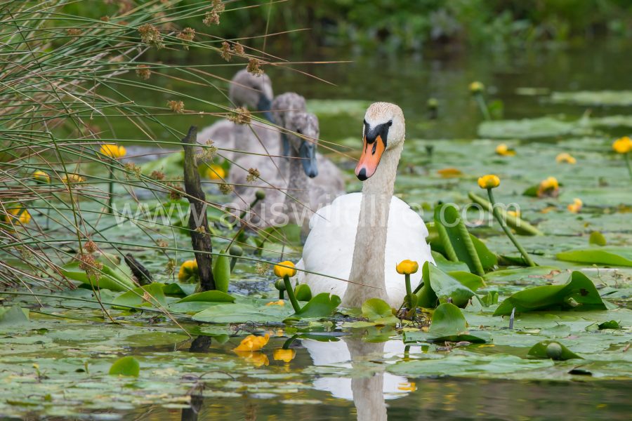 mute-swan-cygnus-olor-4
