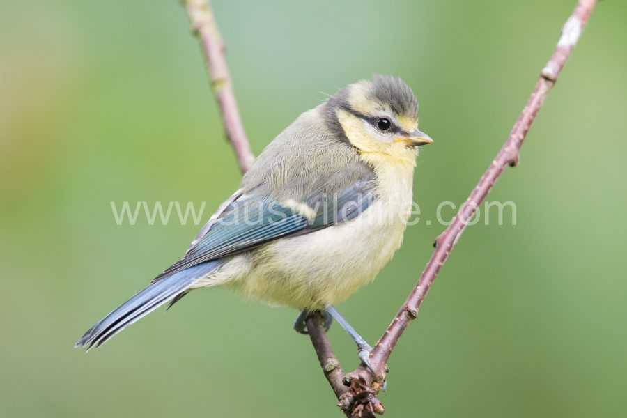 blue-tit-cyanistes-caeruleus-7