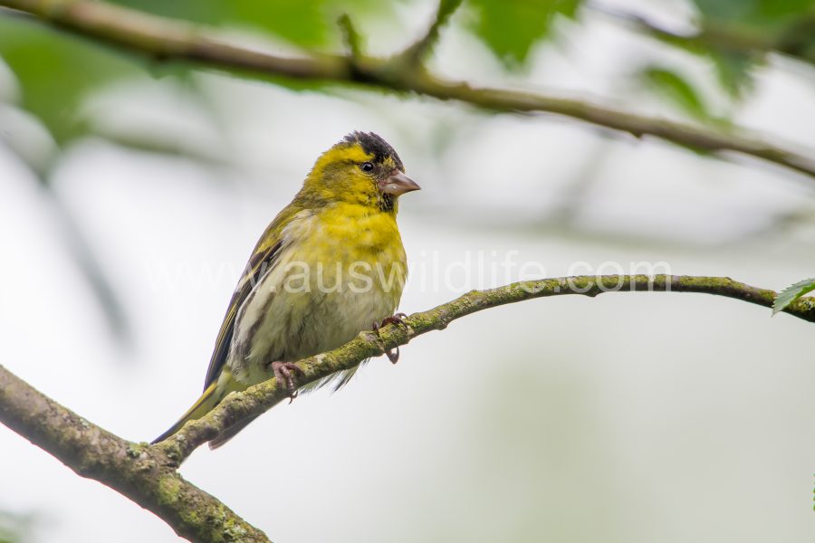 siskin-carduelis-spinus-8