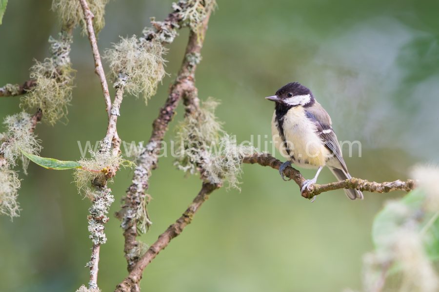 great-tit-parus-major-11