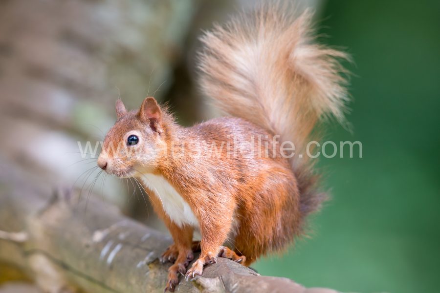 red-squirrel-sciurus-vulgaris-3